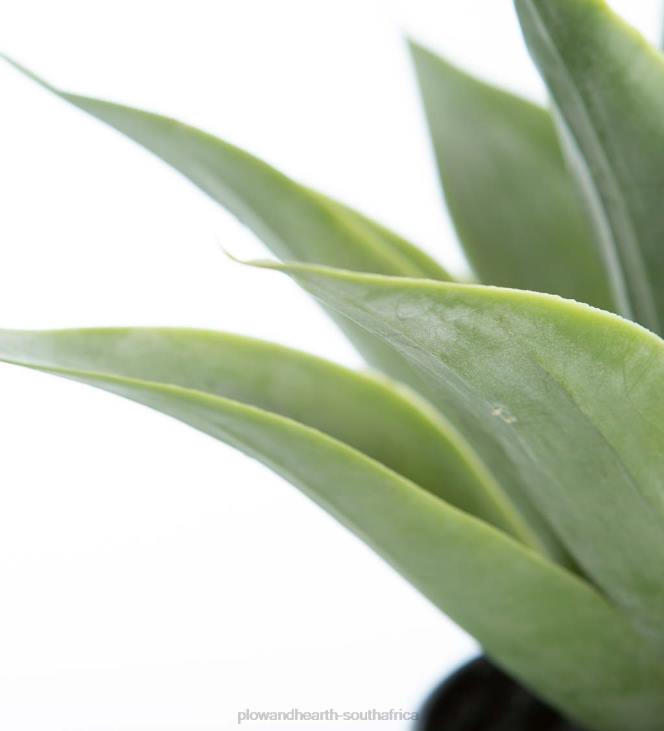 Houseware Plow & Hearth Small Faux Real Agave Plant NFLB1565