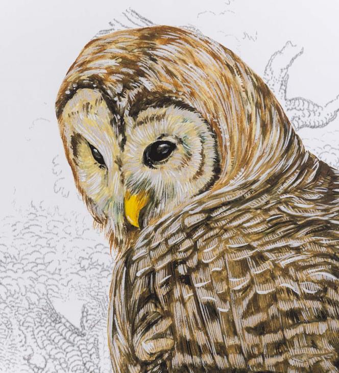 Houseware Plow & Hearth Barred Owl II Framed Wall Art Painting NFLB2514