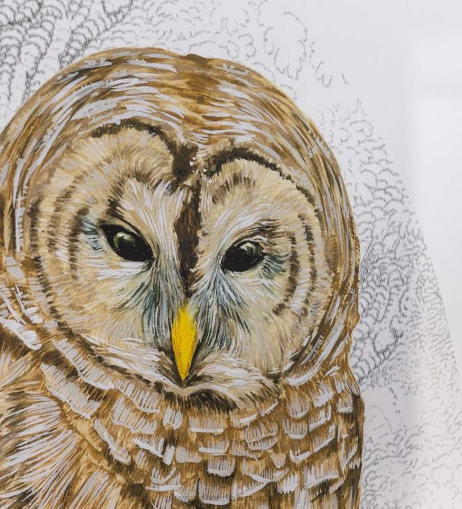 Houseware Plow & Hearth Barred Owl I Framed Wall Art Painting NFLB2520
