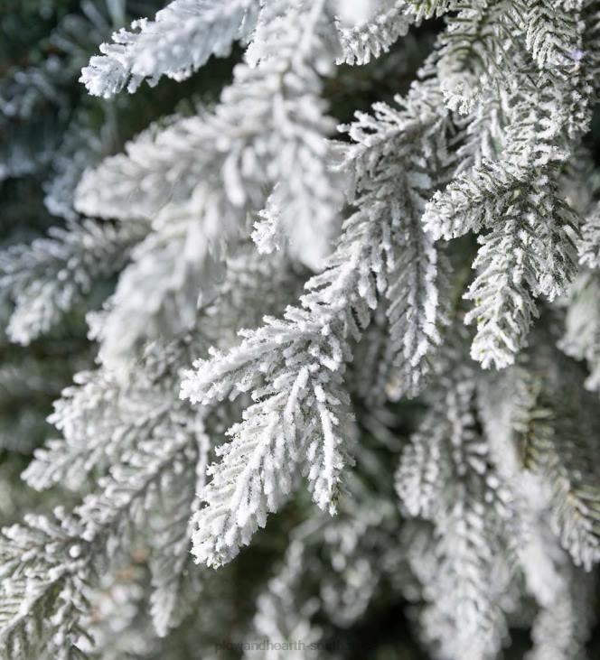 Houseware Plow & Hearth Indoor/Outdoor Flocked Roanoke Spruce Potted Tree with Warm White LEDs NFLB1674