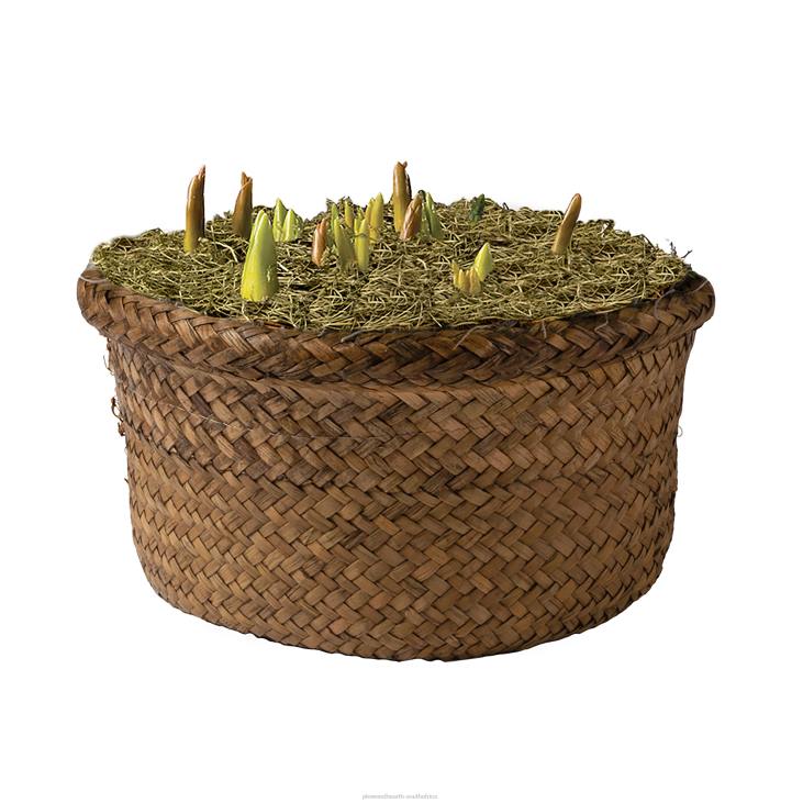 Seasonal & Gifts Plow & Hearth Fragrant Dutch Flower Bulb Holiday Gift Garden NFLB2999