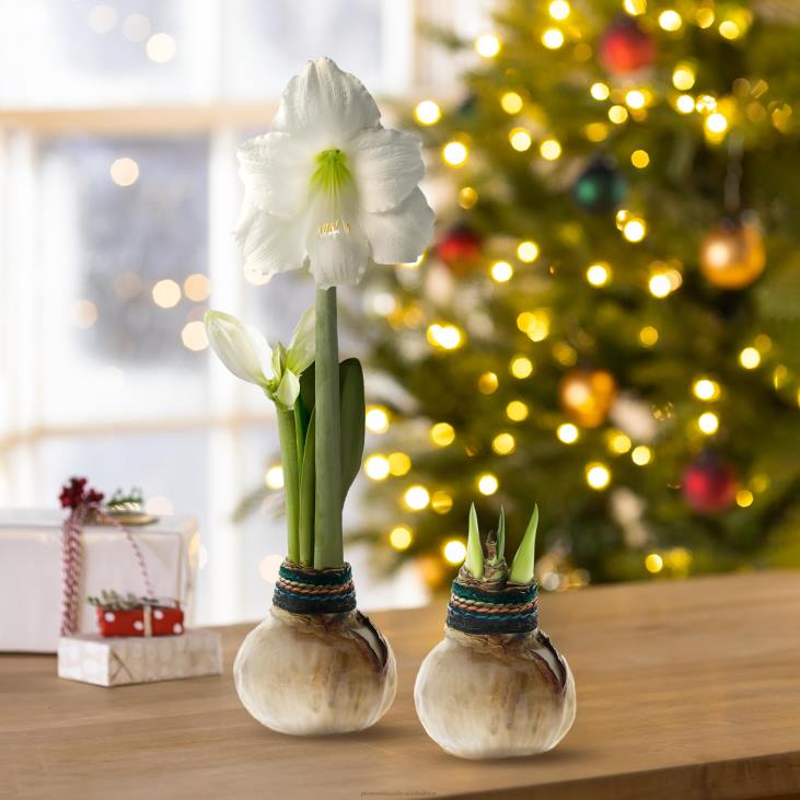 Seasonal & Gifts Plow & Hearth Naturalz Waxed Self-Contained Amaryllis Flower Bulb NFLB2182
