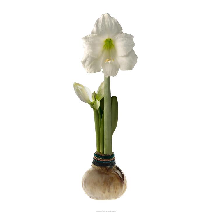 Seasonal & Gifts Plow & Hearth Naturalz Waxed Self-Contained Amaryllis Flower Bulb NFLB2182
