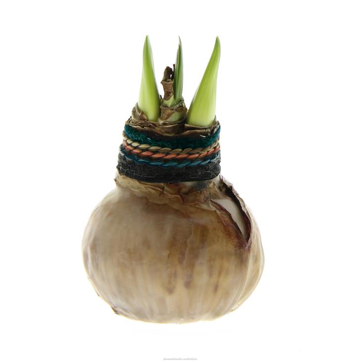 Seasonal & Gifts Plow & Hearth Naturalz Waxed Self-Contained Amaryllis Flower Bulb NFLB2182