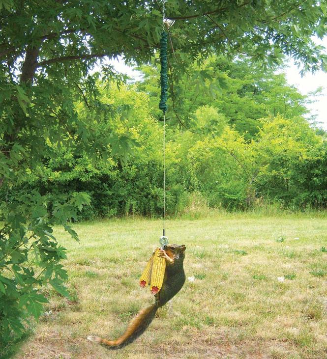 Seasonal & Gifts Plow & Hearth Squngee Jump Squirrel Feeder NFLB3004