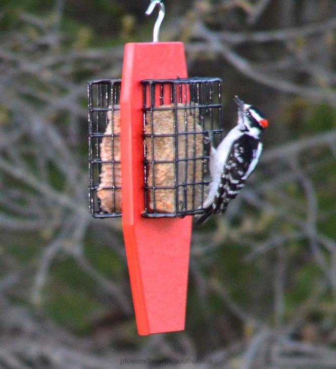 Yard & Garden Plow & Hearth Hanging Dual Suet Feeder - Red NFLB749