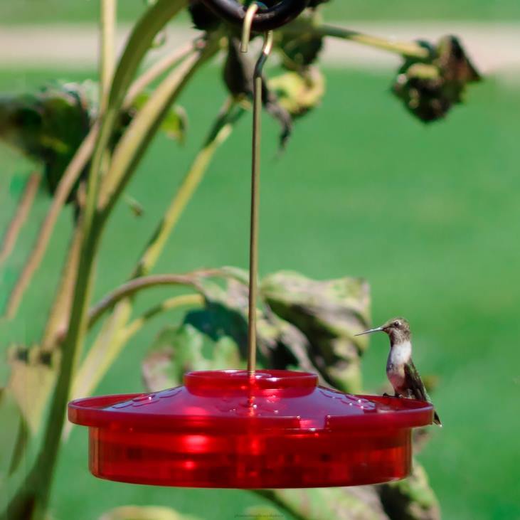 Yard & Garden Plow & Hearth Hanging Hummingbird Haven Feeder NFLB820