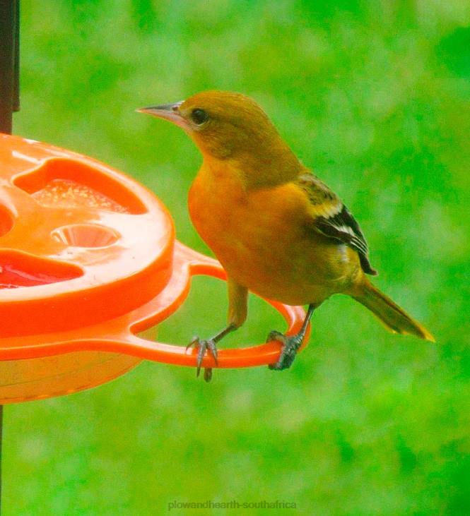 Yard & Garden Plow & Hearth Oriolefest Oriole Feeder, 12 oz. NFLB824