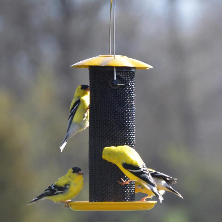 Yard & Garden Plow & Hearth Petite Yellow Thistle Seed Bird Feeder - Yellow NFLB767